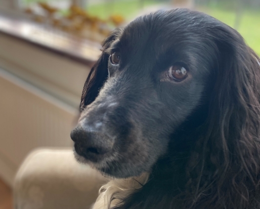 Kiko